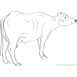 Murrah Buffalo Free Coloring Page for Kids