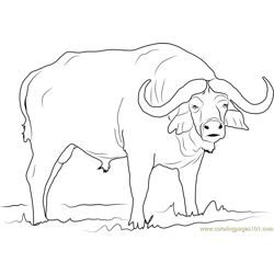 Syncerus caffer Free Coloring Page for Kids