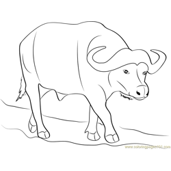 Wild Buffalo Free Coloring Page for Kids
