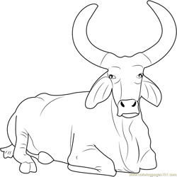 Beautiful Bull Free Coloring Page for Kids