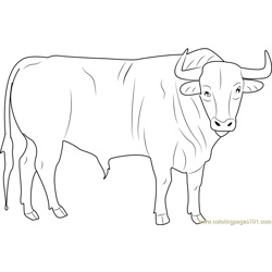 Black Bull Free Coloring Page for Kids