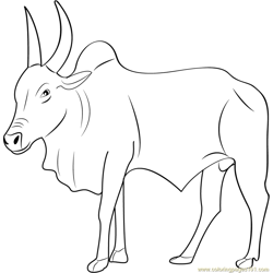Kangayam Bull Free Coloring Page for Kids