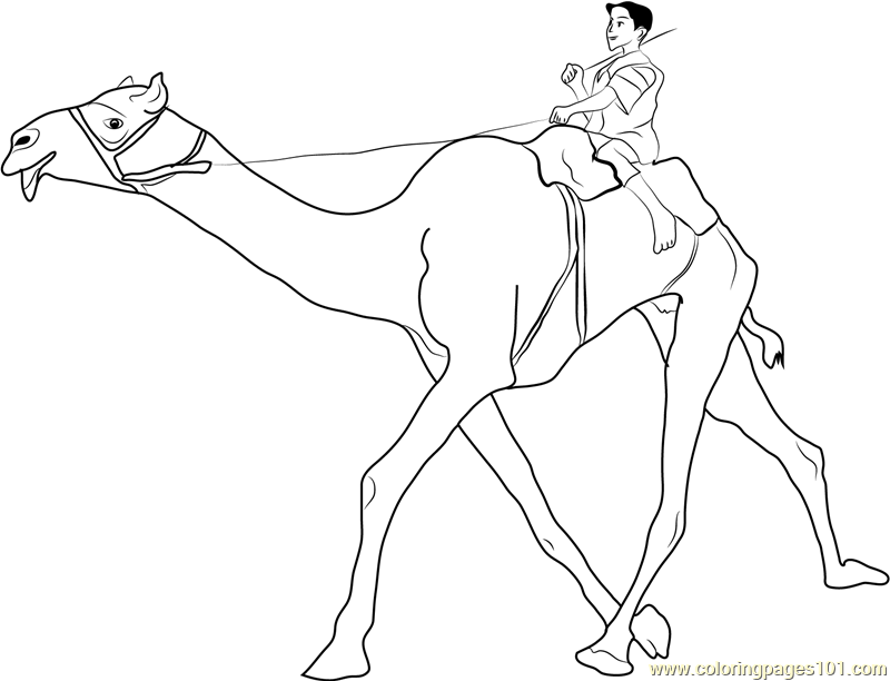 Boy Sitting on Camel