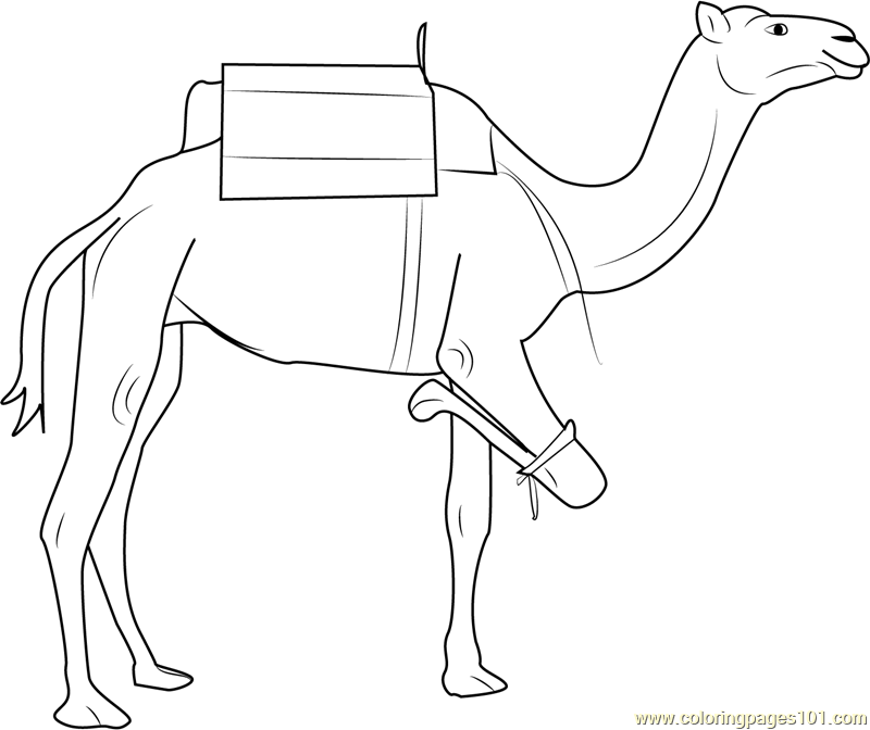 Camel having Three Legs