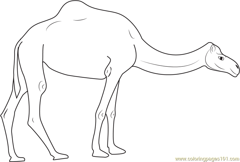 Camels on Road Coloring Page for Kids - Free Camel Printable Coloring