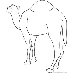 Arabian Camel Free Coloring Page for Kids