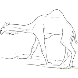 Australian Camel Free Coloring Page for Kids