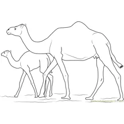 Baby Camel with her Mother Free Coloring Page for Kids