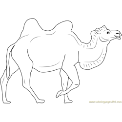 Brown Camel Free Coloring Page for Kids