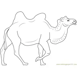 Brown Camel