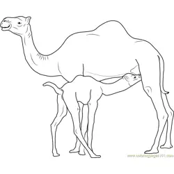 Camel Baby Drinks Camels Milk Free Coloring Page for Kids
