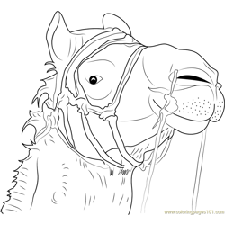 Camel Face Free Coloring Page for Kids