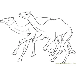 Camel Racing Free Coloring Page for Kids