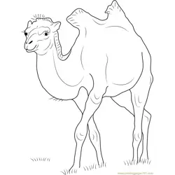 Camelus bactrianus Free Coloring Page for Kids