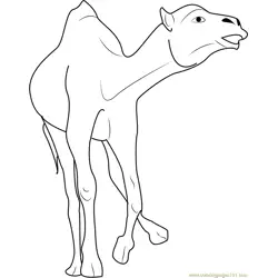Crazy Camel Free Coloring Page for Kids