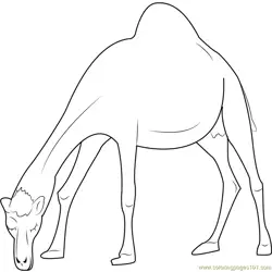 Oman Camel Free Coloring Page for Kids
