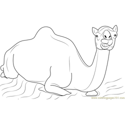 Sitting Camel Free Coloring Page for Kids