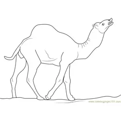 Wild Camel Free Coloring Page for Kids