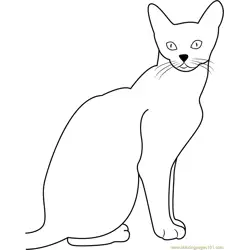 Abyssinian Cat Free Coloring Page for Kids