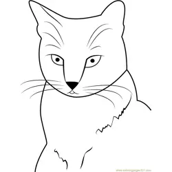 American Shorthair Free Coloring Page for Kids