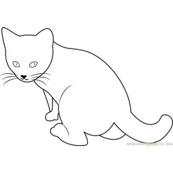 Six Weeks Old Cat Free Coloring Page for Kids