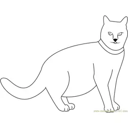 Staring Fatty Cat Free Coloring Page for Kids