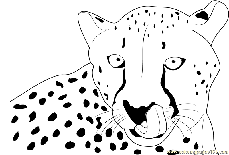 Cheetah Face Coloring Page for Kids Free Cheetah Printable Coloring