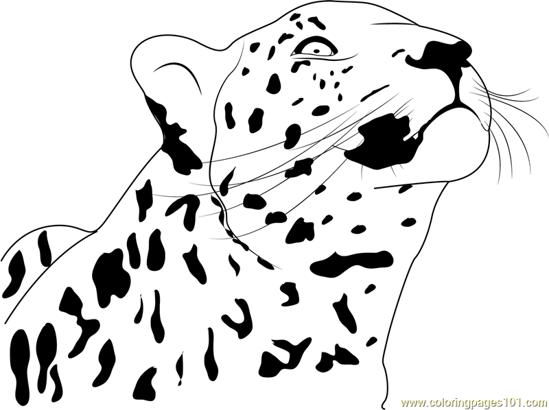 Cheetah Looking Up