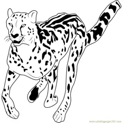 African Cheetah Free Coloring Page for Kids