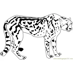 Beautiful Cheetah Free Coloring Page for Kids