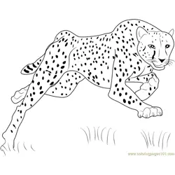 Bouncing Cheetah Free Coloring Page for Kids