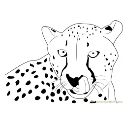 Cheetah Face Free Coloring Page for Kids