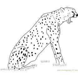 Cheetah Howling Free Coloring Page for Kids