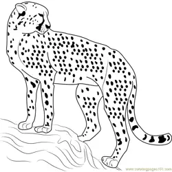 Cheetah Looking Back Free Coloring Page for Kids