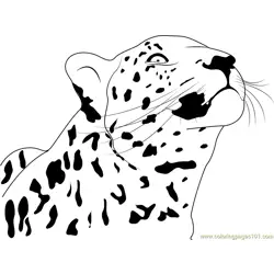 Cheetah Looking Up Free Coloring Page for Kids