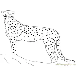 Cheetah Looking for Food Free Coloring Page for Kids