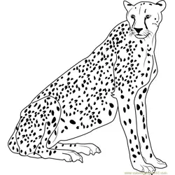 Cheetah Relaxing Free Coloring Page for Kids