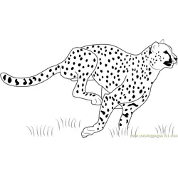 Cheetah Running Free Coloring Page for Kids