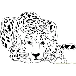 Cheetah Sitting Free Coloring Page for Kids