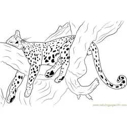 Cheetah Sleeping Free Coloring Page for Kids