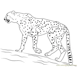 Walking Cheetah Free Coloring Page for Kids