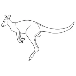 Australian Kangaroo Free Coloring Page for Kids