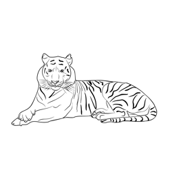 Bengal Tiger Free Coloring Page for Kids