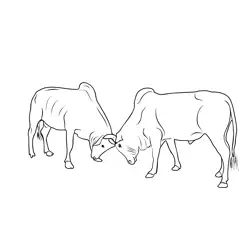 Bull Fight, Bangladesh Free Coloring Page for Kids