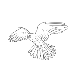 Common Kestrel The National Bird Of Belgium Free Coloring Page for Kids