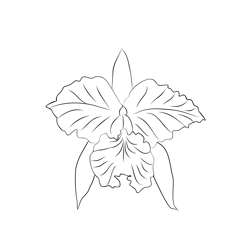 Brazil National Flower Cattleya Orchid Free Coloring Page for Kids