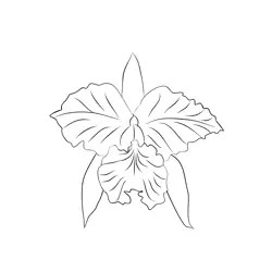 Brazil National Flower Cattleya Orchid Free Coloring Page for Kids