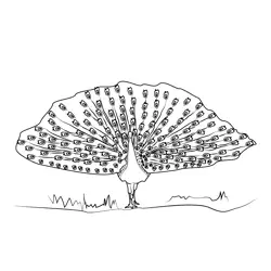 Peacock Free Coloring Page for Kids