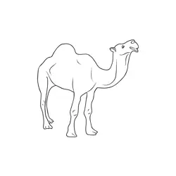 Saudi Arabia Desert Camel Free Coloring Page for Kids