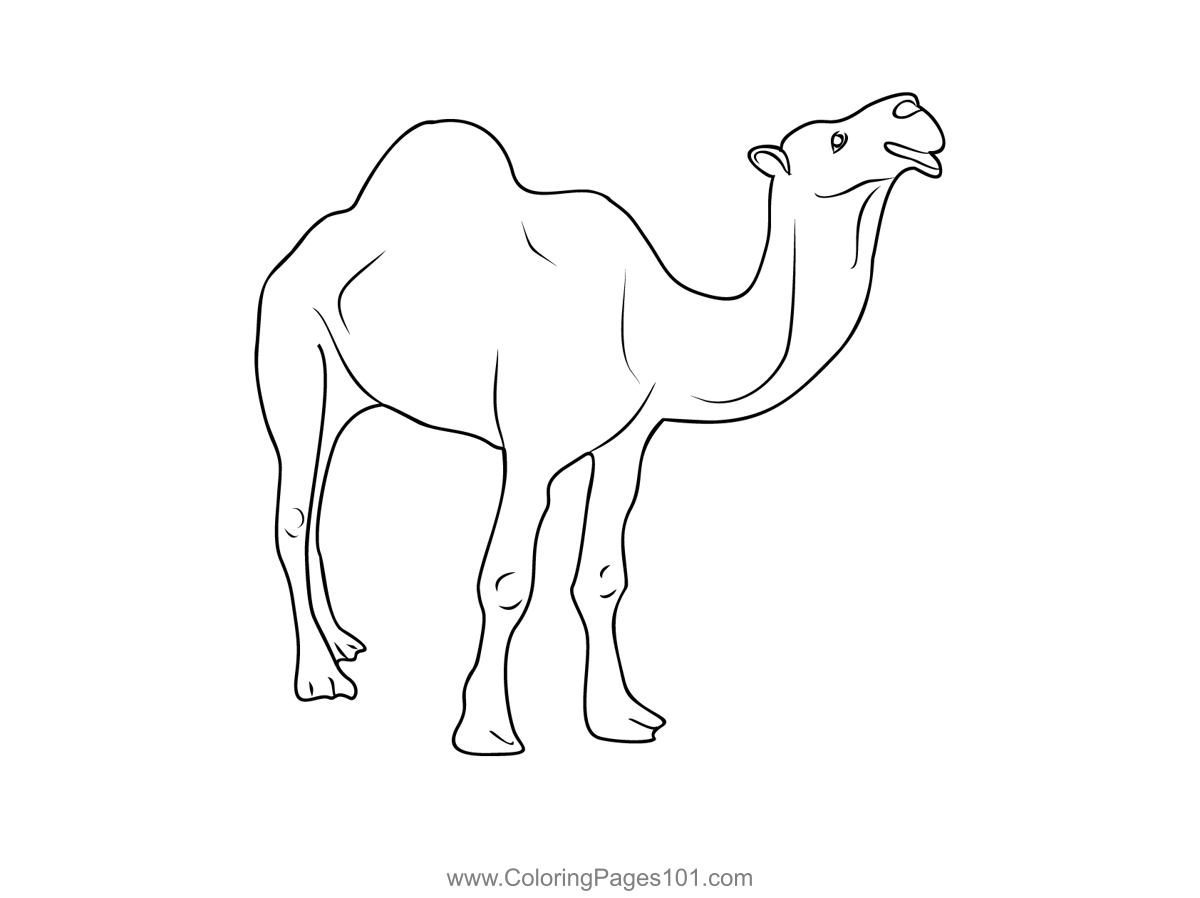 Saudi Arabia Desert Camel